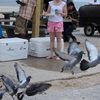 IMG 5035 - Pigeons - June of 2013 (Nor...