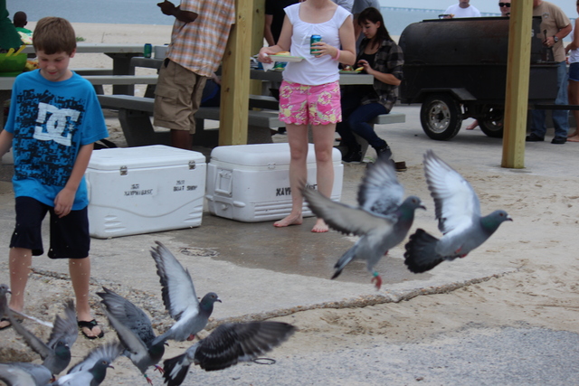 IMG 5035 Pigeons - June of 2013 (Norfolk, VA)