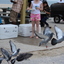 IMG 5035 - Pigeons - June of 2013 (Norfolk, VA)