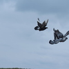 IMG 5038 - Pigeons - June of 2013 (Nor...