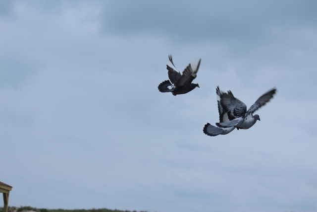 IMG 5038 Pigeons - June of 2013 (Norfolk, VA)