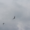 IMG 5040 - Pigeons - June of 2013 (Nor...