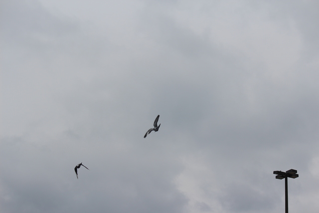 IMG 5040 Pigeons - June of 2013 (Norfolk, VA)