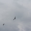 IMG 5040 - Pigeons - June of 2013 (Norfolk, VA)