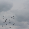 IMG 5042 - Pigeons - June of 2013 (Nor...