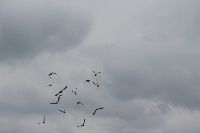 IMG 5042 Pigeons - June of 2013 (Norfolk, VA)