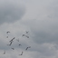 IMG 5042 - Pigeons - June of 2013 (Norfolk, VA)