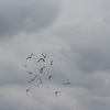 IMG 5043 - Pigeons - June of 2013 (Nor...