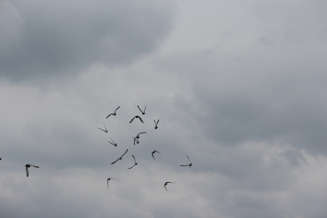 IMG 5043 Pigeons - June of 2013 (Norfolk, VA)