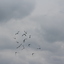 IMG 5043 - Pigeons - June of 2013 (Norfolk, VA)