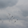 IMG 5044 - Pigeons - June of 2013 (Nor...