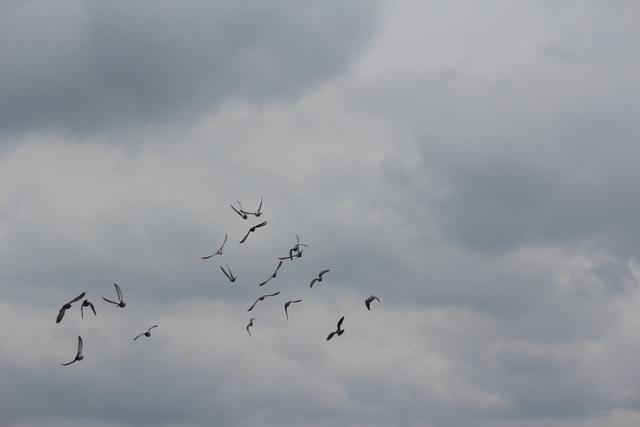 IMG 5044 Pigeons - June of 2013 (Norfolk, VA)