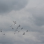 IMG 5044 - Pigeons - June of 2013 (Norfolk, VA)
