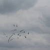 IMG 5045 - Pigeons - June of 2013 (Nor...