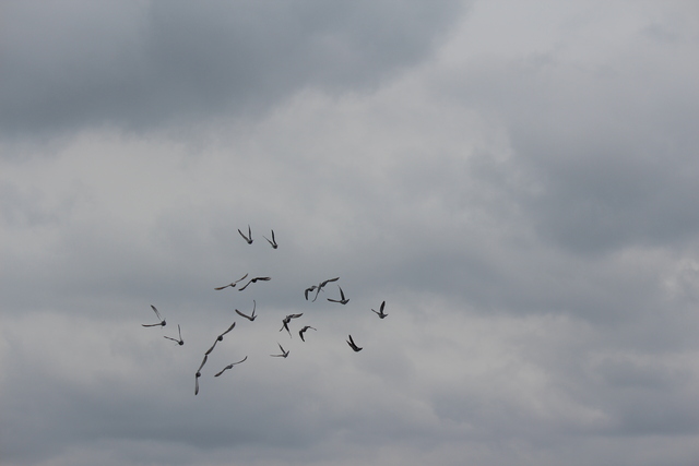 IMG 5045 Pigeons - June of 2013 (Norfolk, VA)