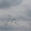 IMG 5045 - Pigeons - June of 2013 (Norfolk, VA)