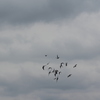 IMG 5046 - Pigeons - June of 2013 (Nor...