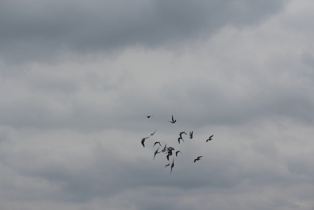 IMG 5046 Pigeons - June of 2013 (Norfolk, VA)