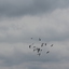 IMG 5046 - Pigeons - June of 2013 (Norfolk, VA)
