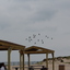 IMG 5051 - Pigeons - June of 2013 (Norfolk, VA)