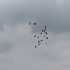 IMG 5052 - Pigeons - June of 2013 (Nor...