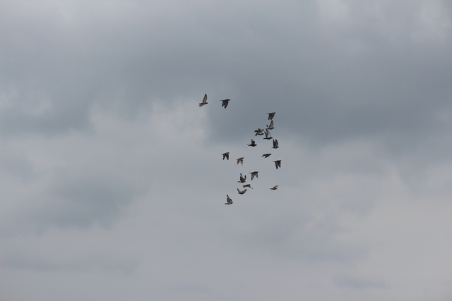 IMG 5052 Pigeons - June of 2013 (Norfolk, VA)