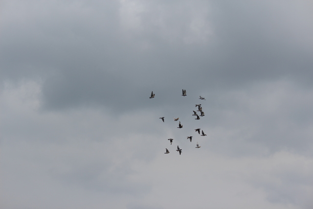 IMG 5054 Pigeons - June of 2013 (Norfolk, VA)