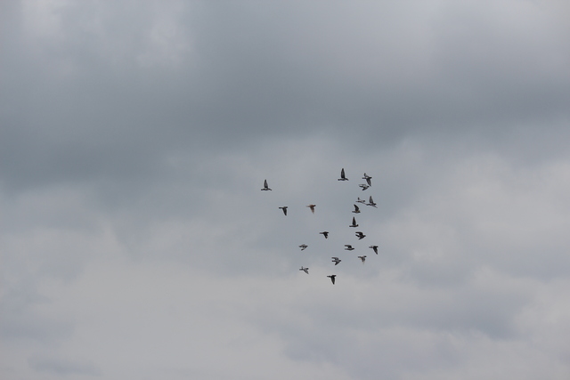 IMG 5056 Pigeons - June of 2013 (Norfolk, VA)
