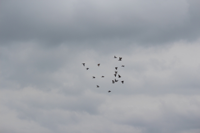 IMG 5058 Pigeons - June of 2013 (Norfolk, VA)