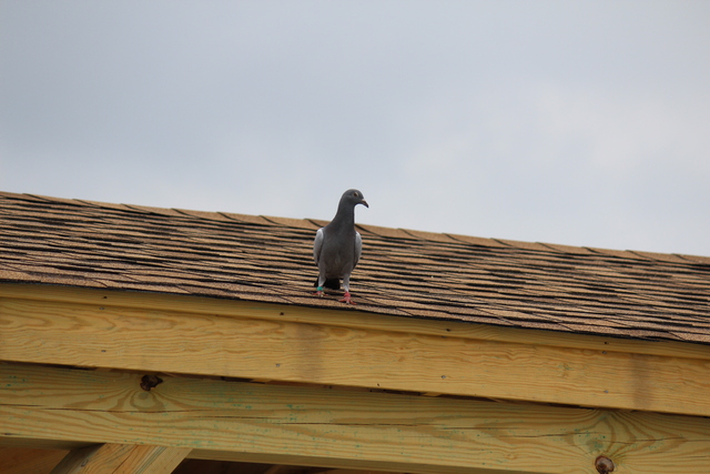 IMG 5061 Pigeons - June of 2013 (Norfolk, VA)