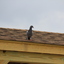IMG 5061 - Pigeons - June of 2013 (Norfolk, VA)