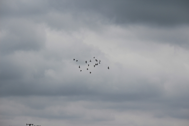 IMG 5062 Pigeons - June of 2013 (Norfolk, VA)