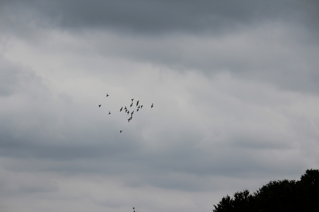 IMG 5065 Pigeons - June of 2013 (Norfolk, VA)