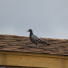 IMG 5066 - Pigeons - June of 2013 (Nor...