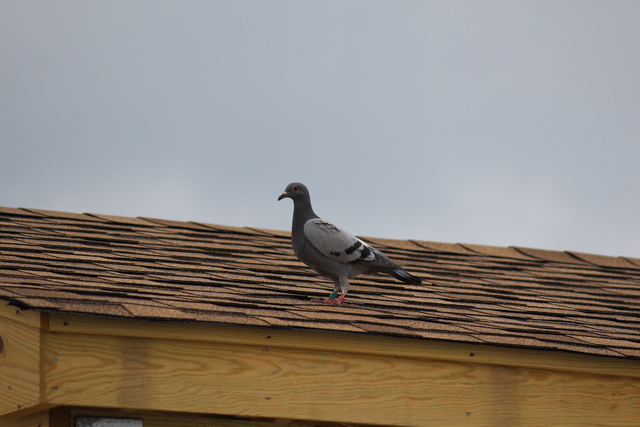 IMG 5066 Pigeons - June of 2013 (Norfolk, VA)