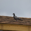 IMG 5066 - Pigeons - June of 2013 (Norfolk, VA)