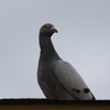 IMG 5068 - Pigeons - June of 2013 (Nor...