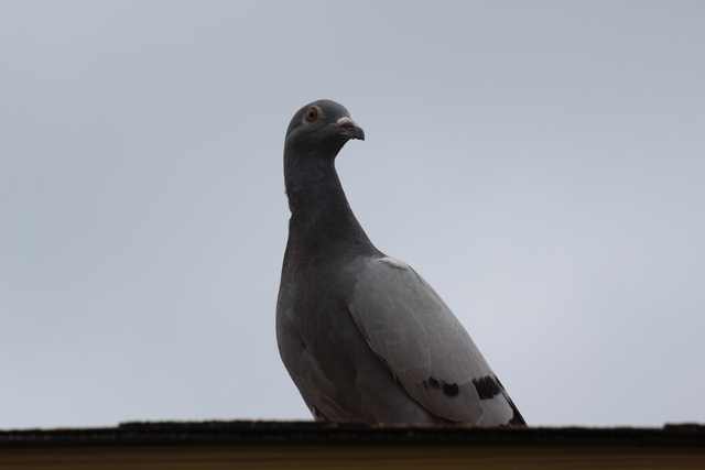IMG 5068 Pigeons - June of 2013 (Norfolk, VA)