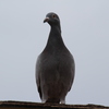 IMG 5073 - Pigeons - June of 2013 (Nor...