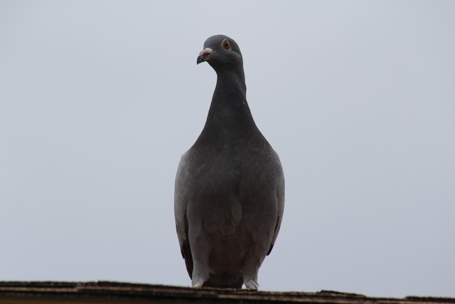 IMG 5073 Pigeons - June of 2013 (Norfolk, VA)