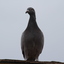 IMG 5073 - Pigeons - June of 2013 (Norfolk, VA)