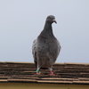 IMG 5074 - Pigeons - June of 2013 (Nor...