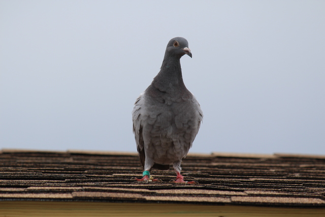 IMG 5074 Pigeons - June of 2013 (Norfolk, VA)