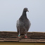 IMG 5074 - Pigeons - June of 2013 (Norfolk, VA)