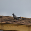 Pigeons - June of 2013 (Norfolk, VA)