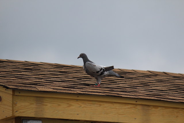 IMG 5067 Pigeons - June of 2013 (Norfolk, VA)