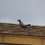 IMG 5067 - Pigeons - June of 2013 (Norfolk, VA)