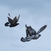 Flying Pigeons - Norfolk, VA to visit Suzann...