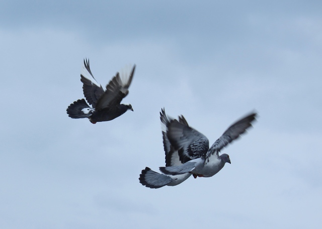 Flying Pigeons Norfolk, VA to visit Suzanne Clayton