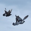 Flying Pigeons - Norfolk, VA to visit Suzanne Clayton
